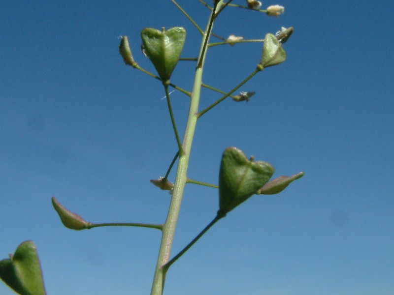 Capsella bursa-pastoris 3