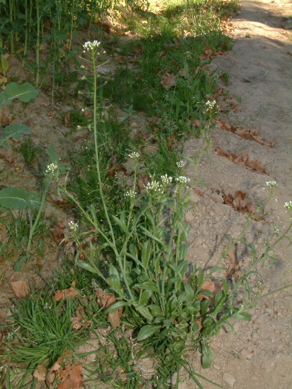 Capsella bursa-pastoris 1