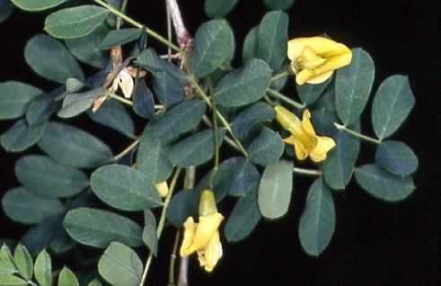 Caragana arborescens 1