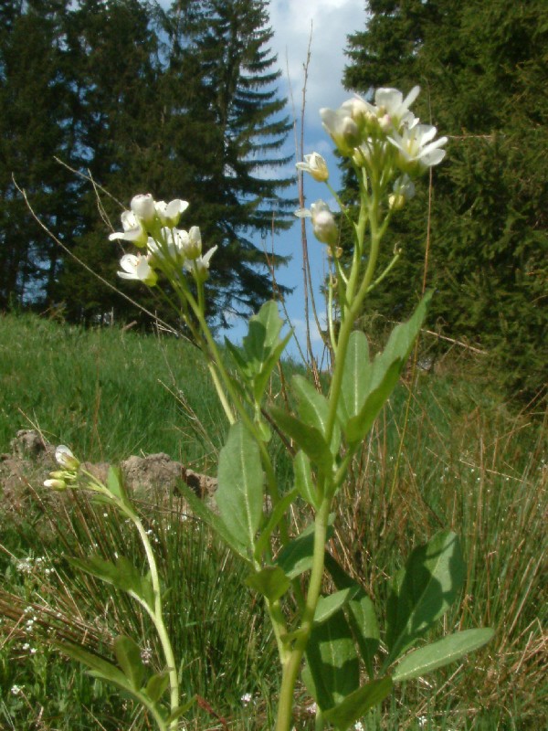 Cardamine amara 1