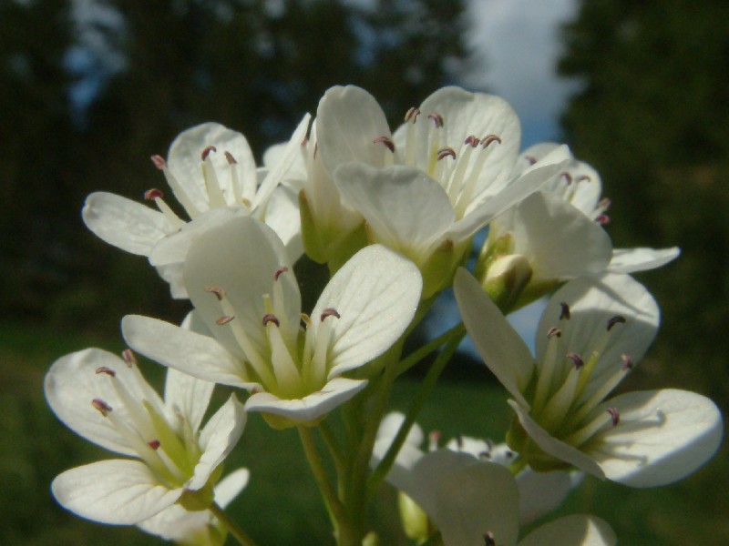 Cardamine amara 2