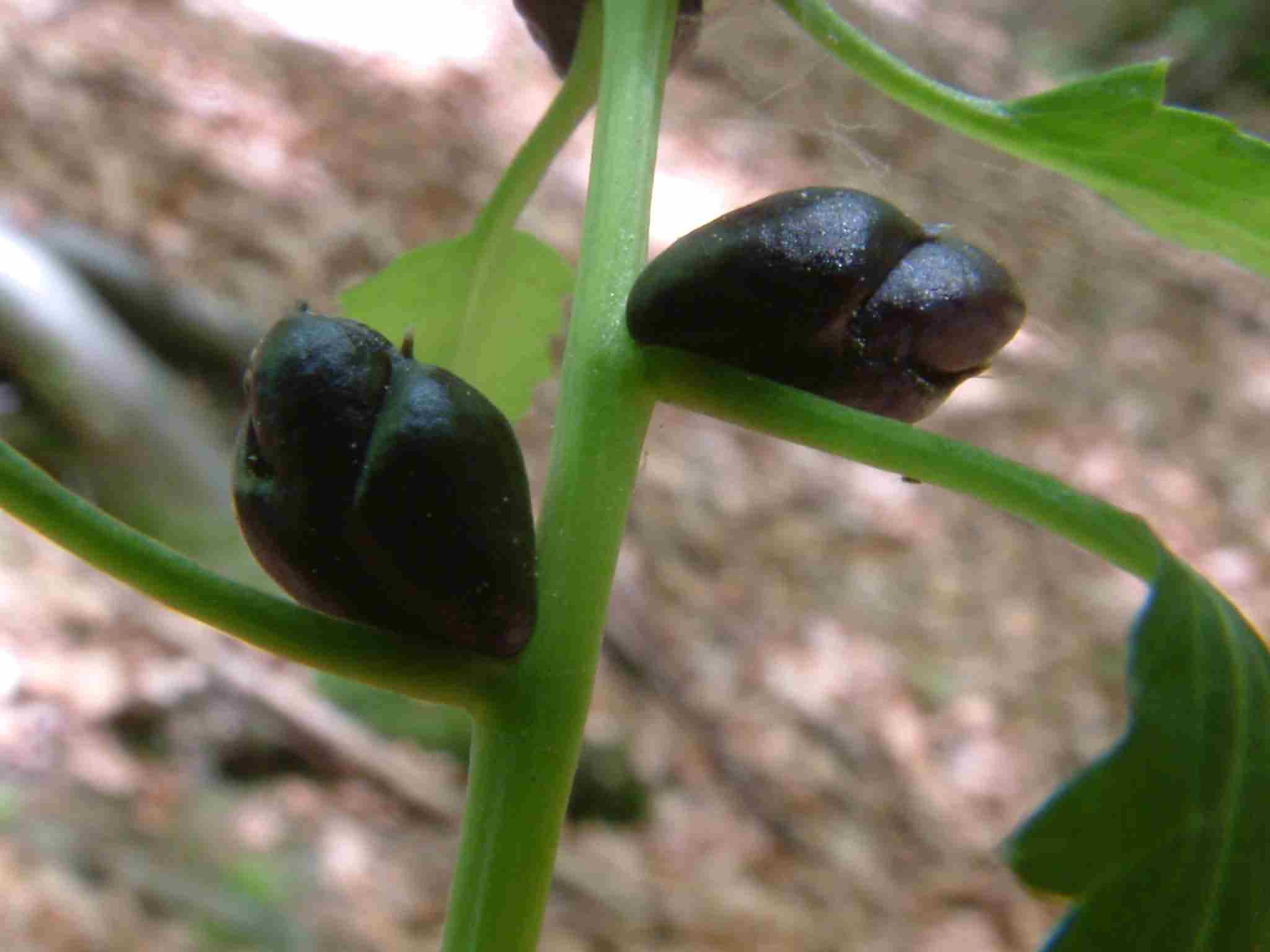 Cardamine enneaphyllos 3