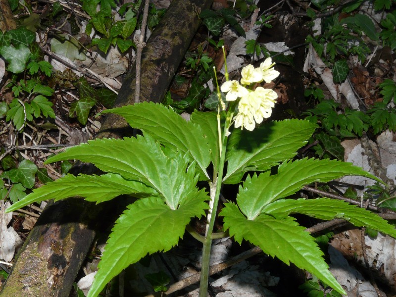 Cardamine enneaphyllos 1