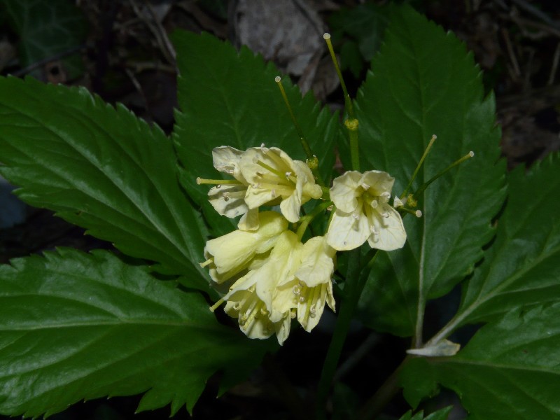 Cardamine enneaphyllos 2