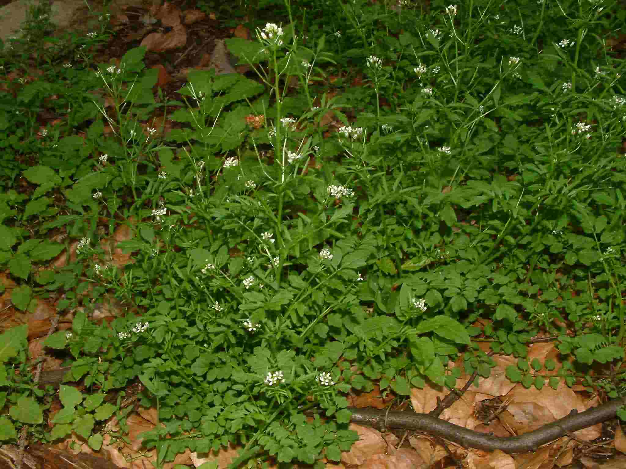 Cardamine flexuosa 1