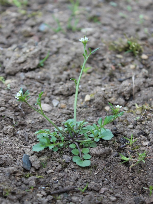 Cardamine_hirsuta 1