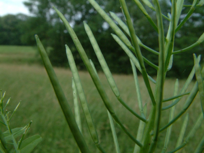 Cardamine impatiens 3