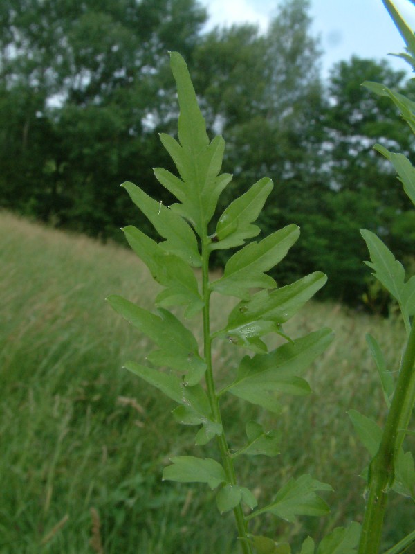 Cardamine impatiens 4