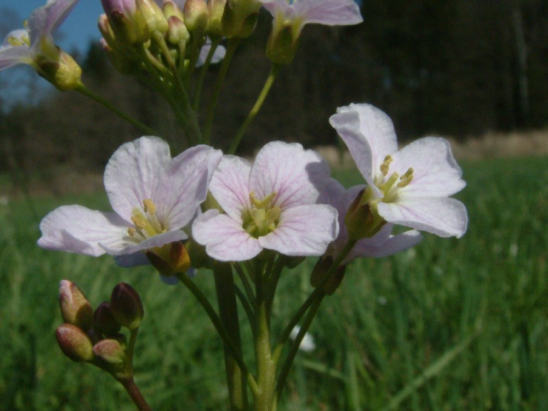 Cardamine pratensis 2