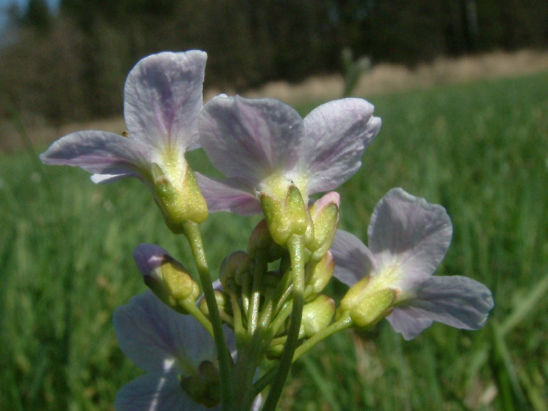 Cardamine pratensis 3