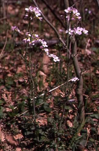 Cardamine pratensis 1