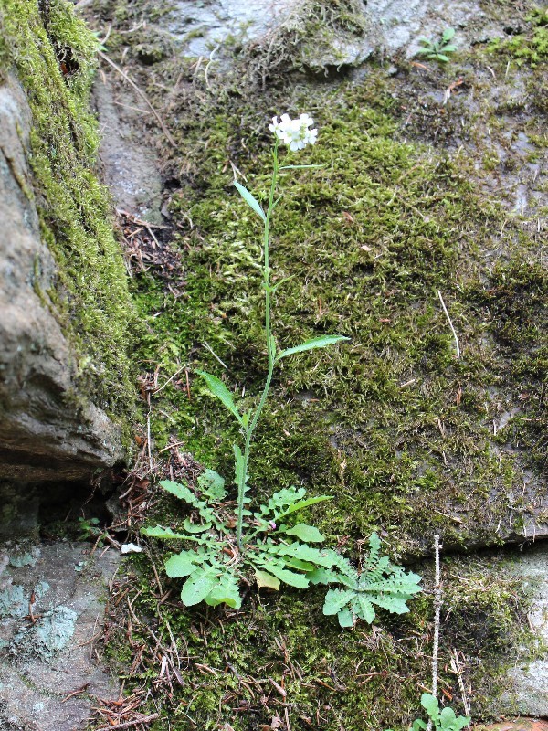 Cardaminopsis_arenosa_ssp_arenosa 1