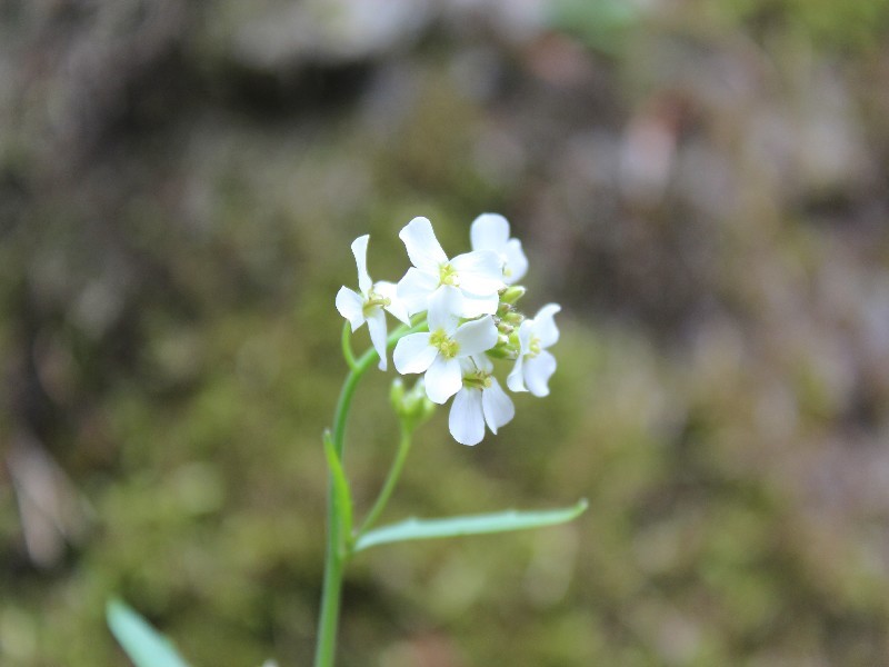 Cardaminopsis_arenosa_ssp_arenosa 2