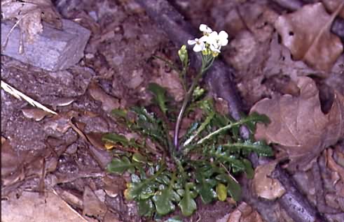 Cardaminopsis arenosa subsp. borbasii