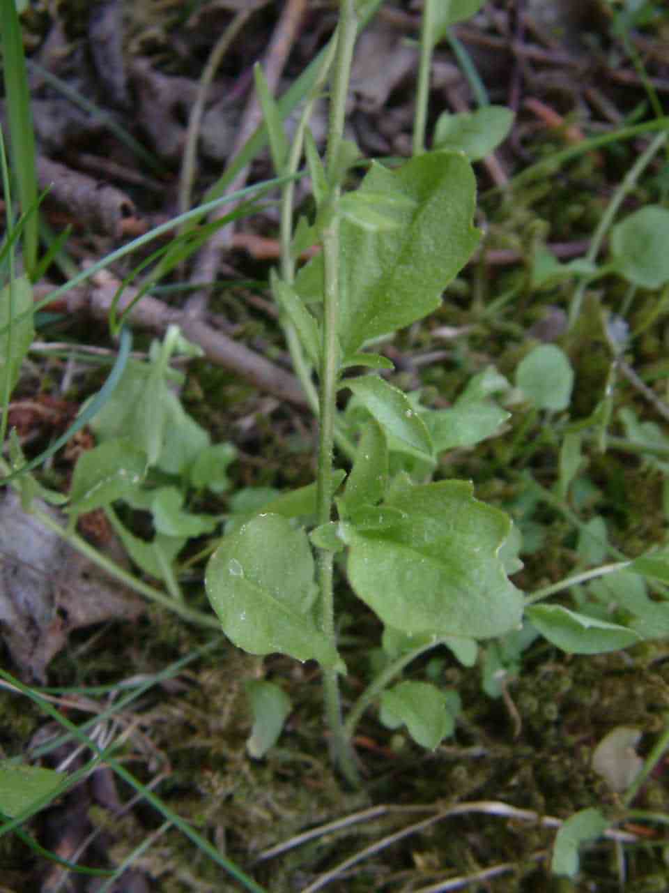 Cardaminopsis halleri 3