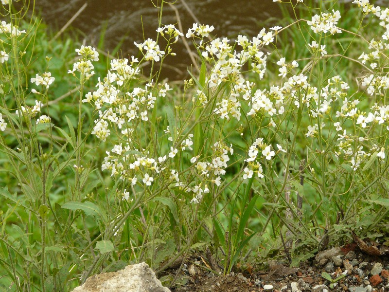 Cardaminopsis halleri 2