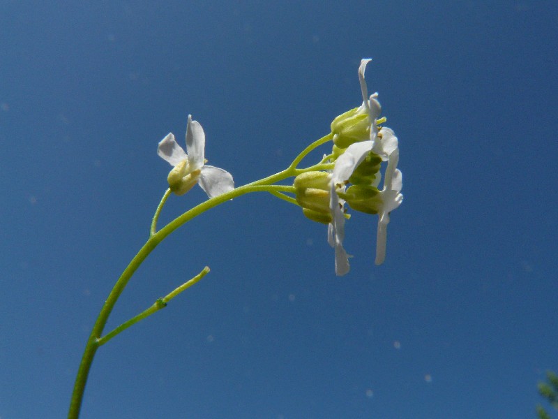 Cardaminopsis halleri 4