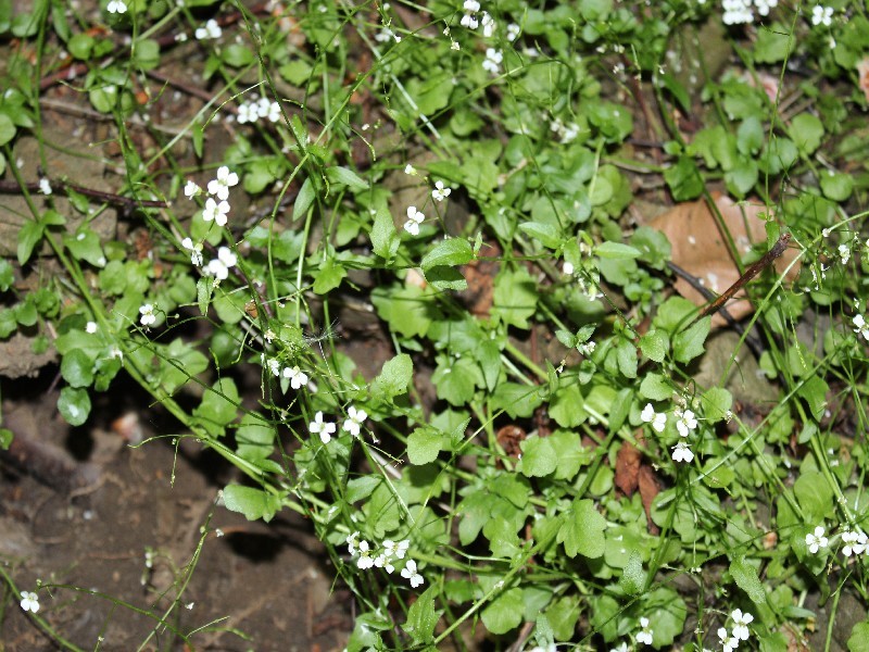 Cardaminopsis halleri 1