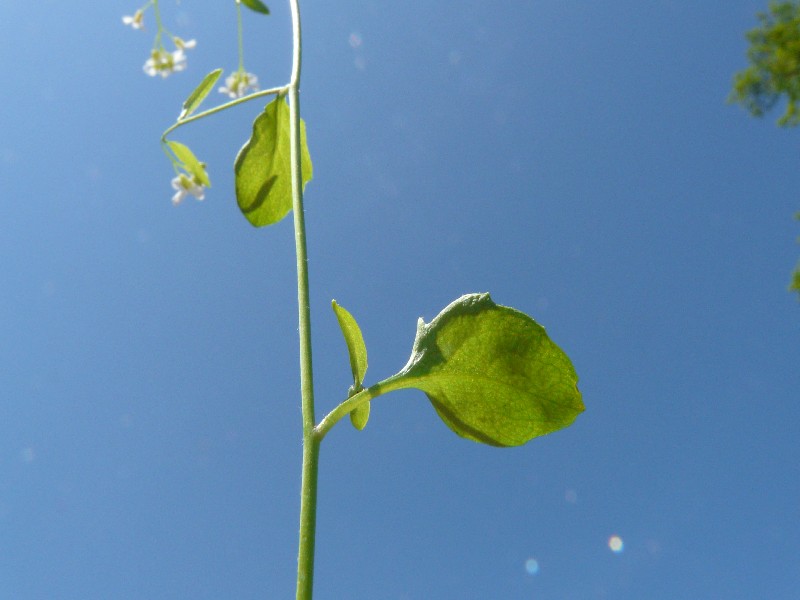 Cardaminopsis halleri 5