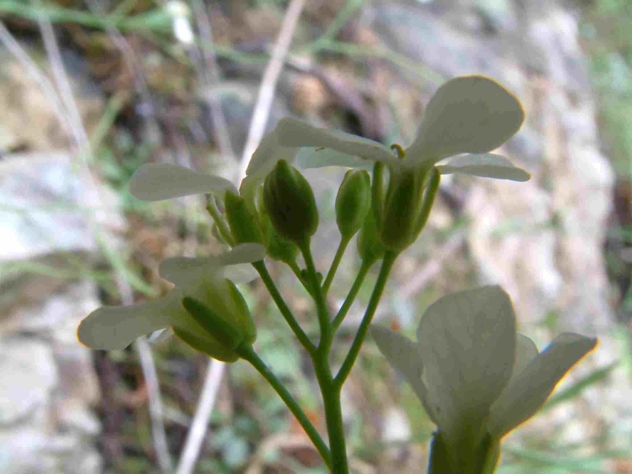 Cardaminopsis petraea 3