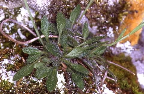Cardaminopsis petraea 4
