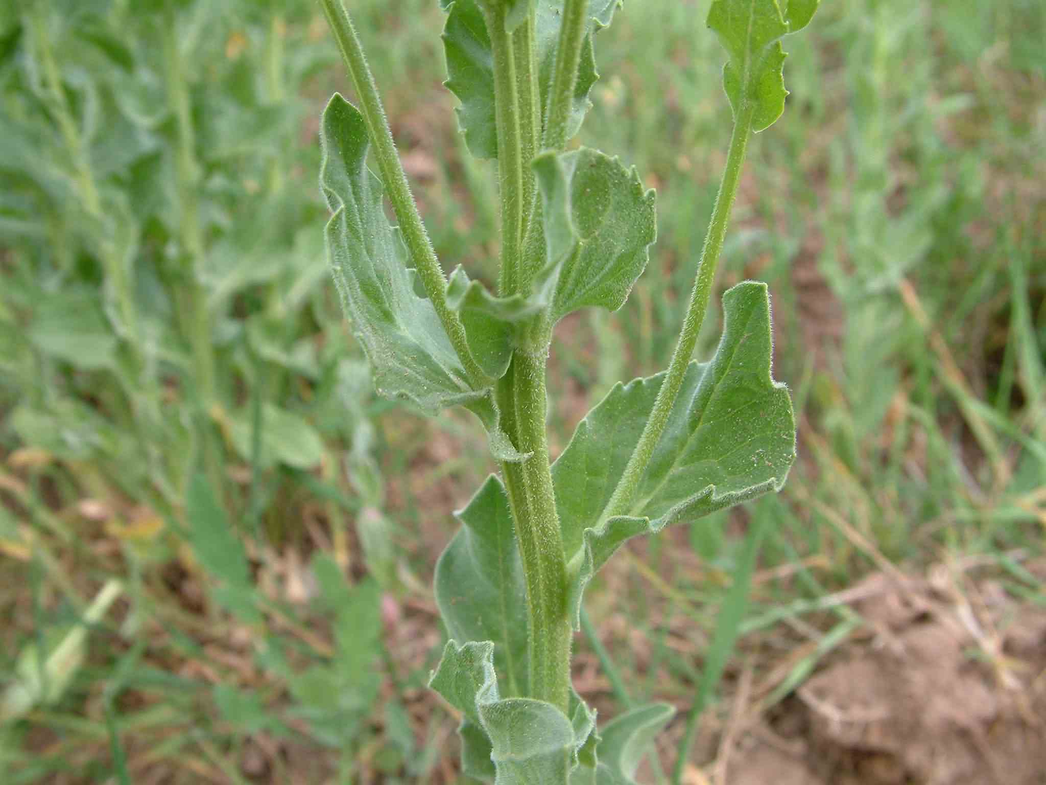 Cardaria draba 3