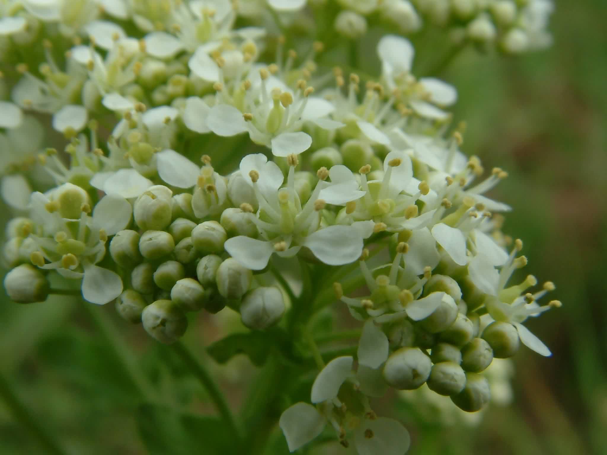 Cardaria draba 2