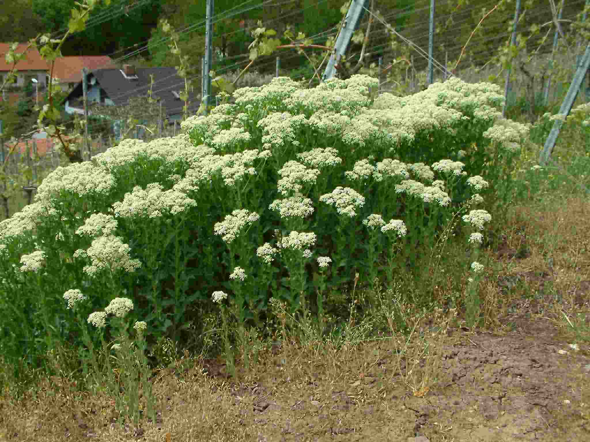 Cardaria draba 1