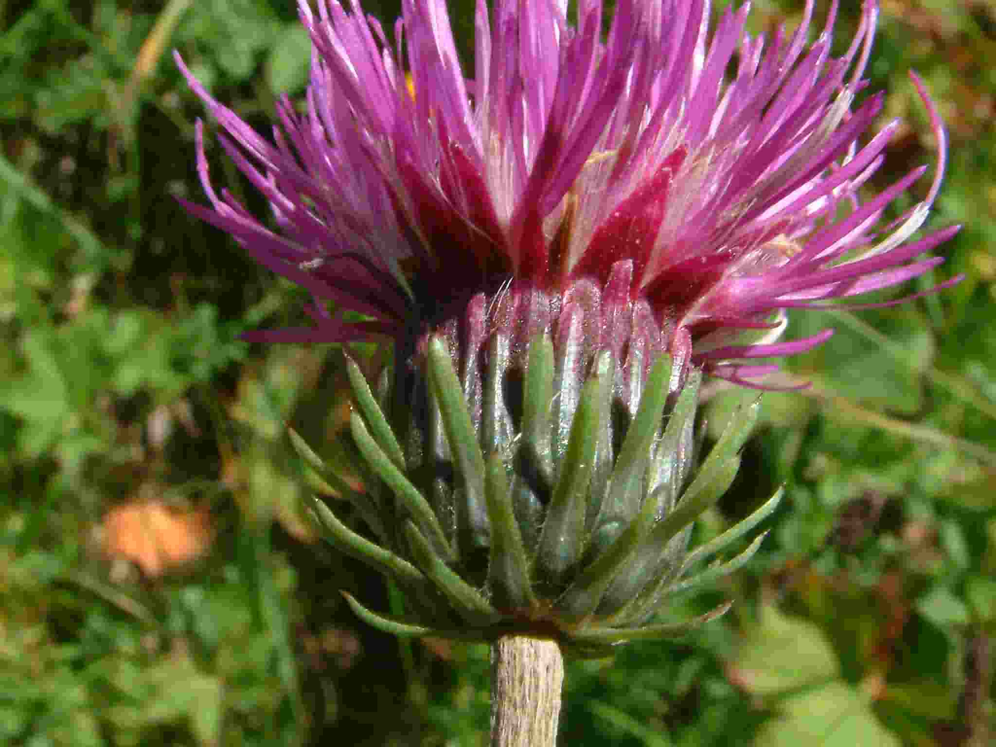 Carduus defloratus 2