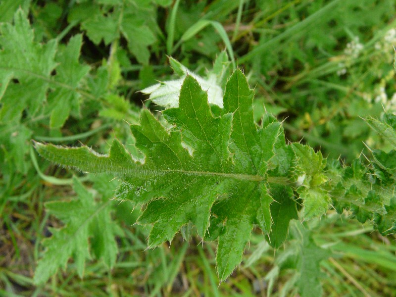 Carduus Ã€ polyacanthus 3