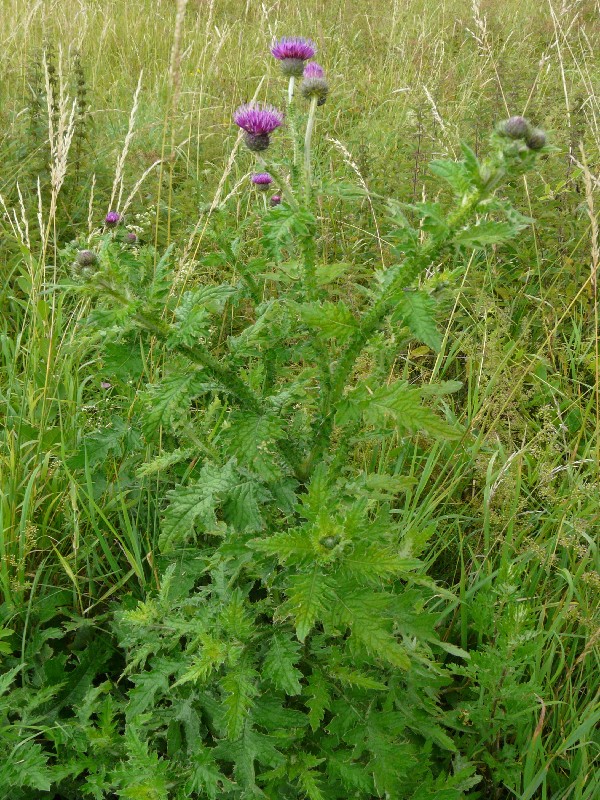 Carduus Ã€ polyacanthus 1