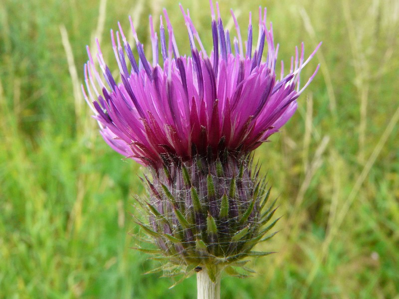 Carduus Ã€ polyacanthus 2