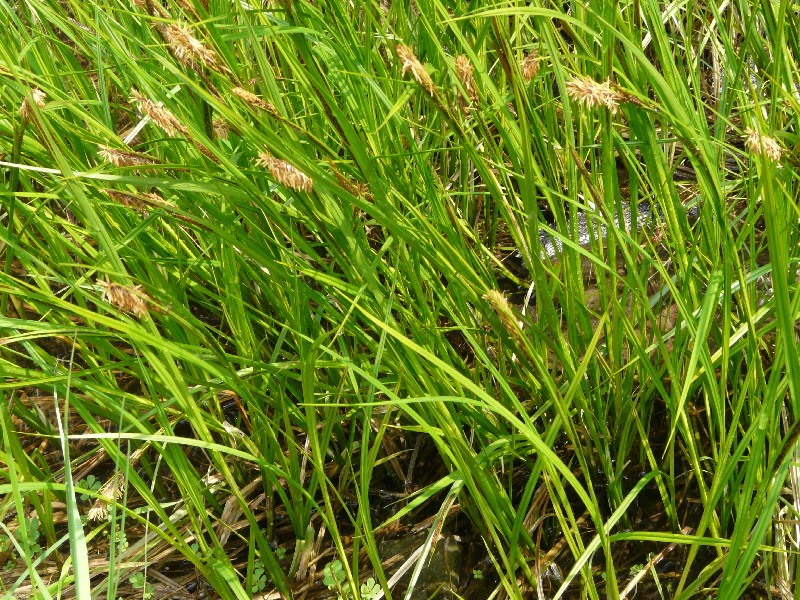 Carex acuta 1