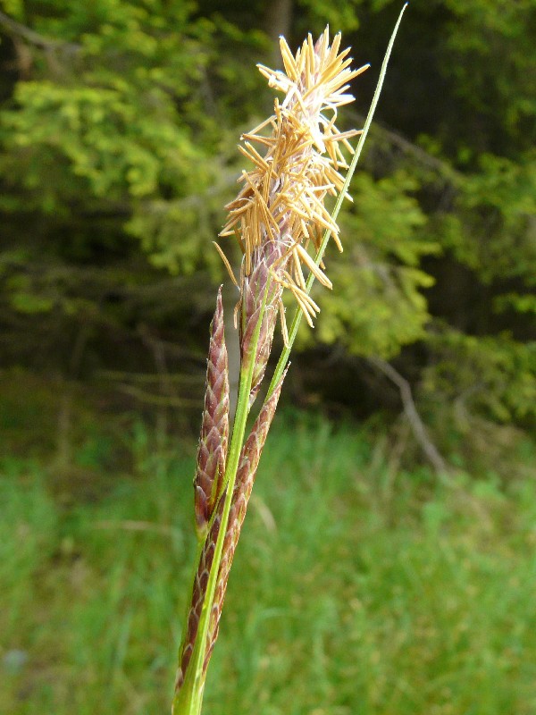 Carex acuta 2