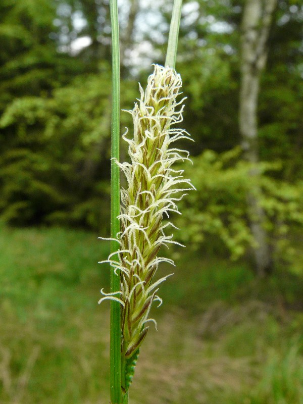 Carex acuta 3