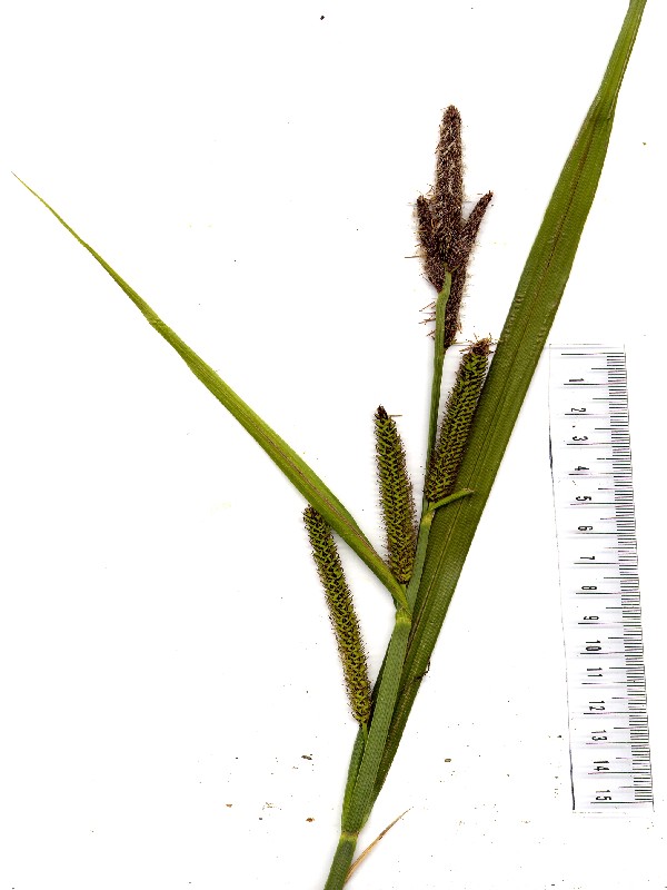 Carex acutiformis 1