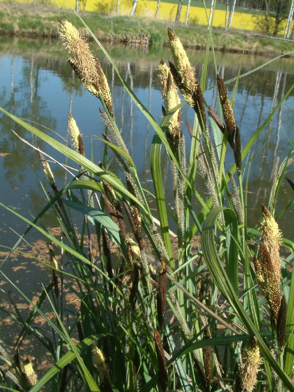 Carex acutiformis 3