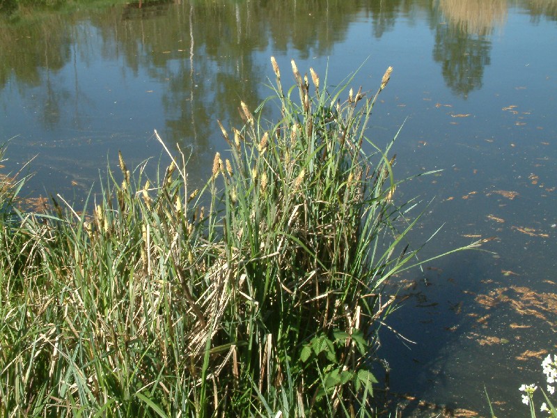 Carex acutiformis 2