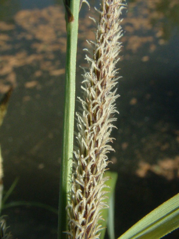 Carex acutiformis 4