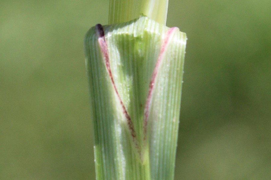 Carex acutiformis 5