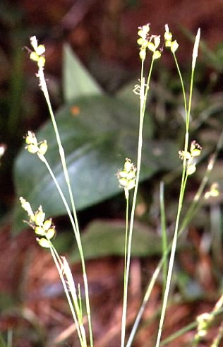 Carex alba 3