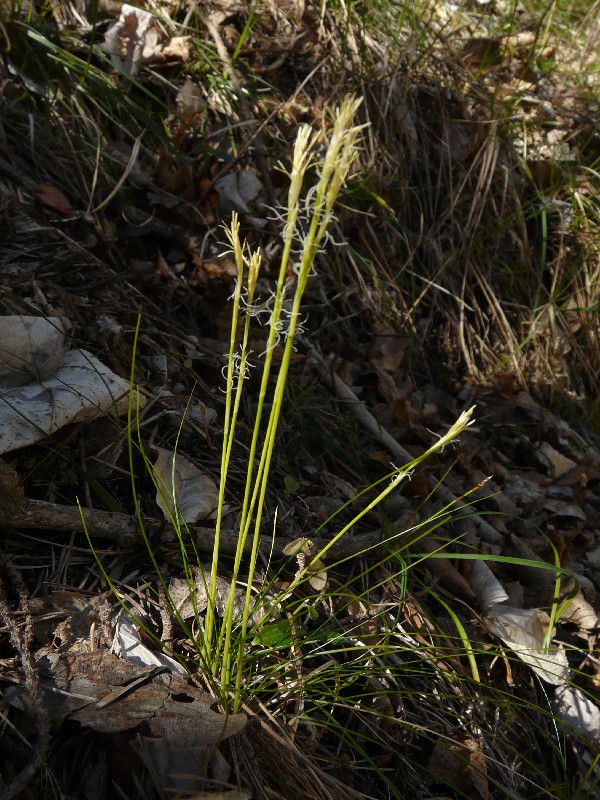 Carex alba 1