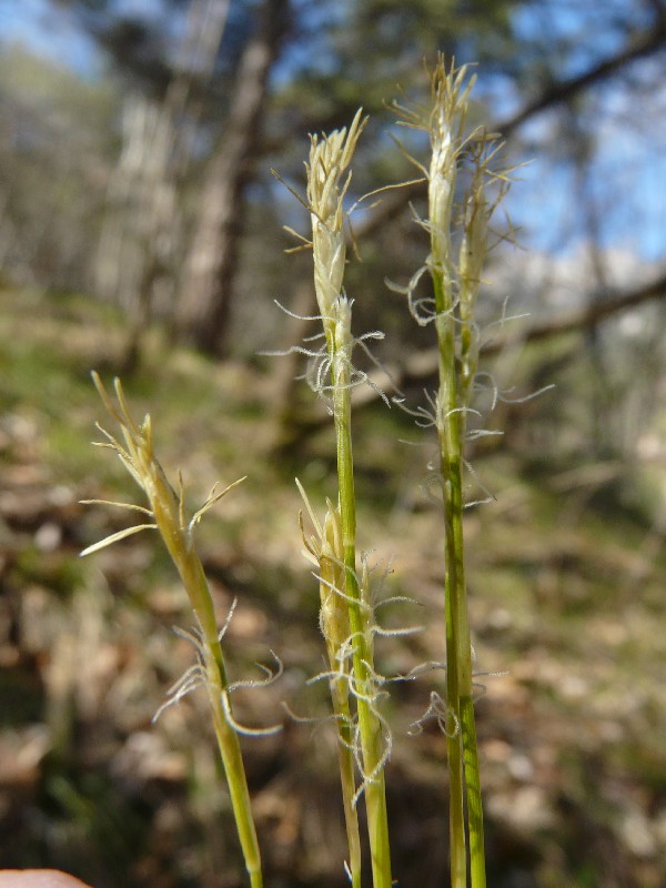 Carex alba 2