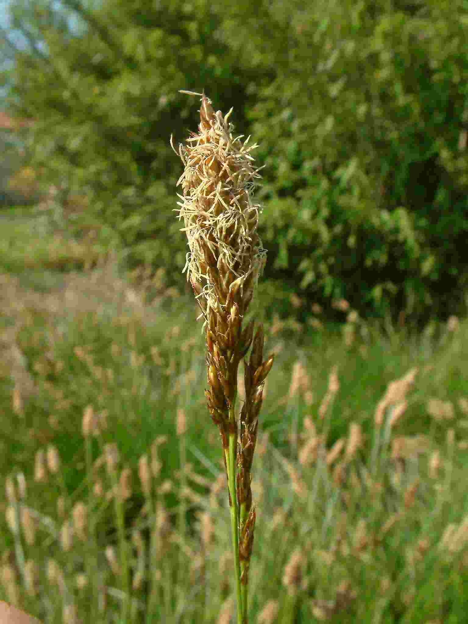 Carex appropinquata 3