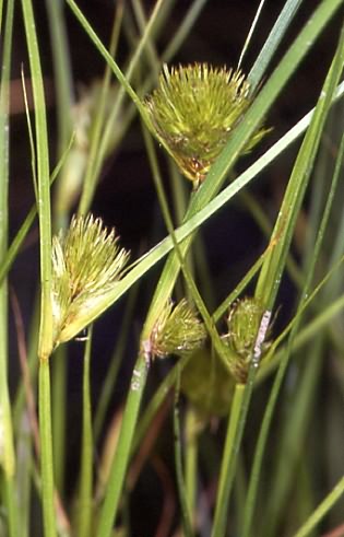 Carex bohemica 1