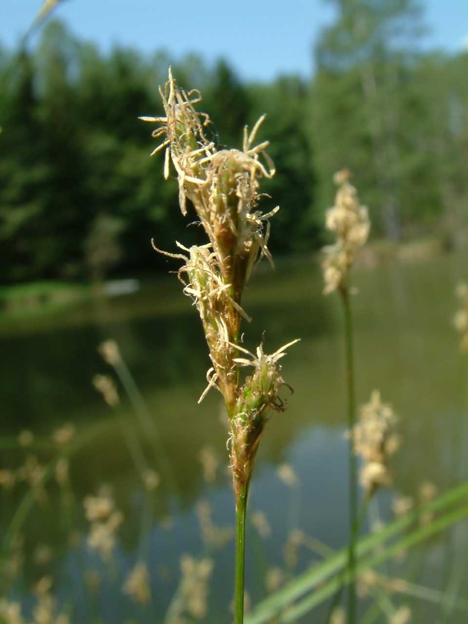 Carex brizoides 2