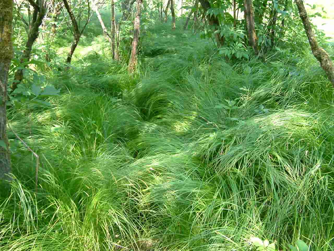 Carex brizoides 1