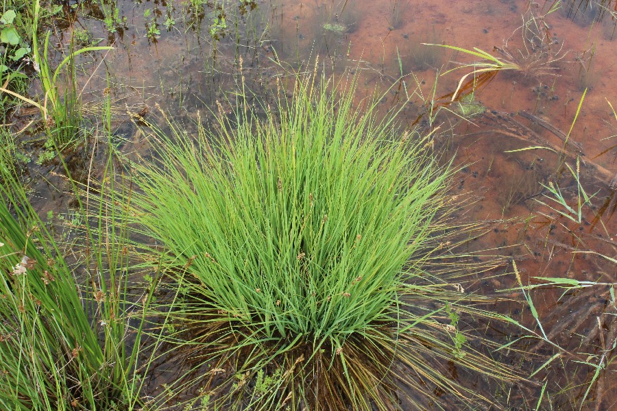 Carex canescens 1