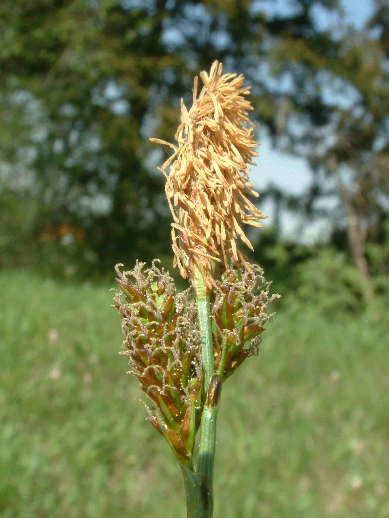 Carex caryophyllea 3