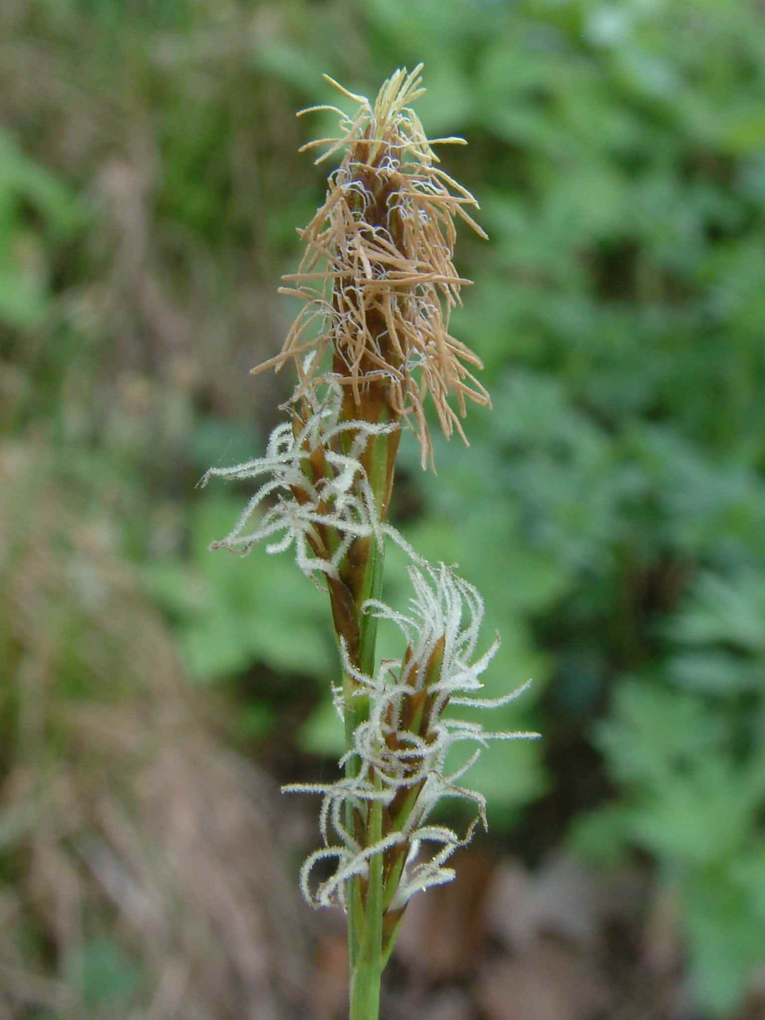 Carex caryophyllea 2